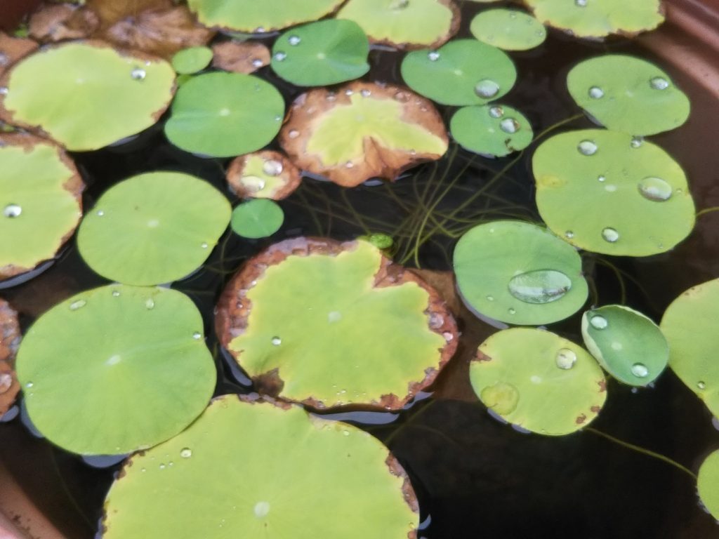 ハスの花が咲かない原因 スイレン鉢からビオトープまで メダカのいる生活